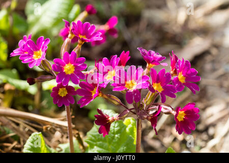 Tief rosa Primel Blumen in den Polyantha geben Sie Köpfe des Primula Elatior Hybriden, "Cisca" Stockfoto