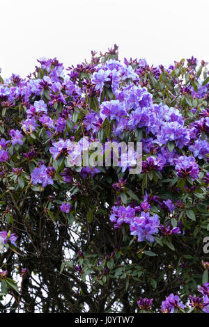 Violett-blauen Frühlingsblumen bakannt Augustinii X impeditum Hybrid "St Breward" Stockfoto