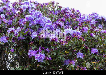 Violett-blauen Frühlingsblumen bakannt Augustinii X impeditum Hybrid "St Breward" Stockfoto