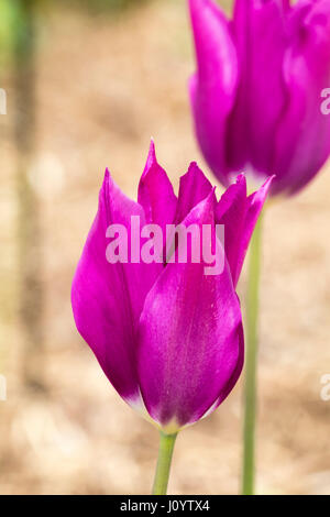 Rich purple Flowrs des Frühlings blühen, Lilie blühenden Tulpen, Tulipa "Lila Traum" Stockfoto