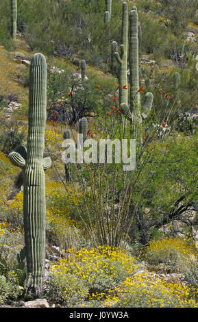 Wildflower Frühjahrssaison in der Wüste bringt Gelb Brittlebush und rot Ocotillo blüht auf dem Catalina Highway in niedrigeren Höhenlagen auf Mount Lemm Stockfoto