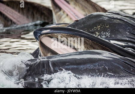 Der Kopf und der Buckelwal Mund über der Wasser Oberfläche Nahaufnahme zum Zeitpunkt der Jagd. Chatham-Straße Bereich. Alaska. USA. Stockfoto