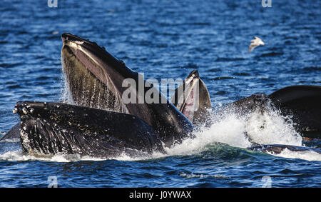 Der Kopf und der Buckelwal Mund über der Wasser Oberfläche Nahaufnahme zum Zeitpunkt der Jagd. Chatham-Straße Bereich. Alaska. USA. Stockfoto