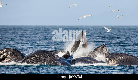 Der Kopf und der Buckelwal Mund über der Wasser Oberfläche Nahaufnahme zum Zeitpunkt der Jagd. Chatham-Straße Bereich. Alaska. USA. Stockfoto