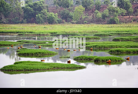 Ruhige und schöne Szene der Natur reserve auf See und Feuchtgebiete mit Herden von Pfeifen, Enten und andere Vögel füttern in der Nähe von Narve in Goa, Indien Stockfoto