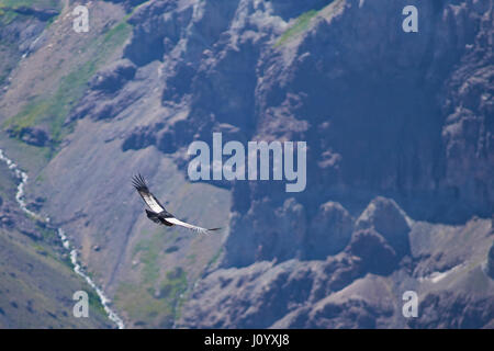 Wilde Andenkondor (Vultur Condor Kondor) vor dem Hintergrund der Anden in der Nähe von Santiago de Chile fliegen. Stockfoto