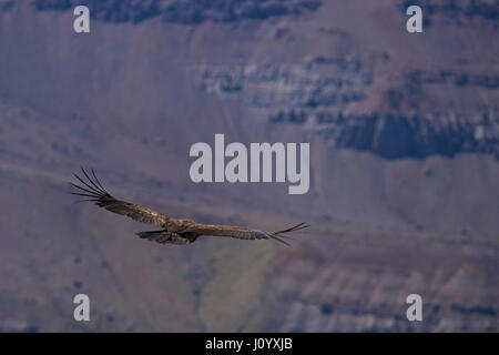 Wilde Andenkondor (Vultur Condor Kondor) vor dem Hintergrund der Anden in der Nähe von Santiago de Chile fliegen. Stockfoto