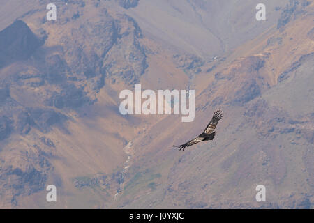 Wilde Andenkondor (Vultur Condor Kondor) vor dem Hintergrund der Anden in der Nähe von Santiago de Chile fliegen. Stockfoto