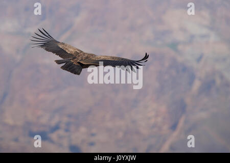 Jungen Andenkondor (Vultur Condor Kondor) vor dem Hintergrund der Anden in der Nähe von Santiago de Chile fliegen. Stockfoto