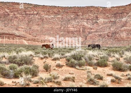 Wilde Pferde grasen im National Park, Utah, USA Stockfoto