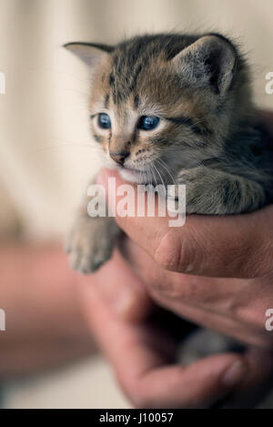 Tabby Kitten in einem mans Hände Stockfoto