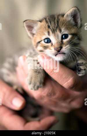 Tabby Kitten in einem mans Hände Stockfoto