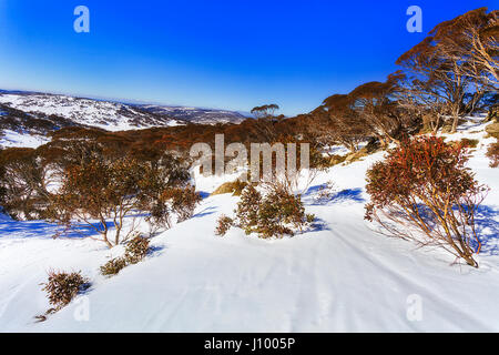 Snow Gum Bäumen hängen von hohen schneebedeckten Bergen im Winter unter dem Schnee rund um Perisher Ski Resort und Skifahren Routen auf einer sonnigen Winter d Stockfoto