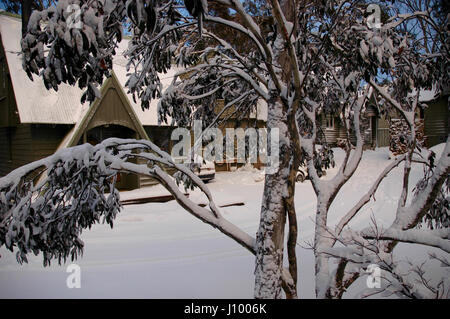 Schneebedeckte Eukalyptusbäumen vor Blockhütten in den Snowy Mountains, Australien. Stockfoto