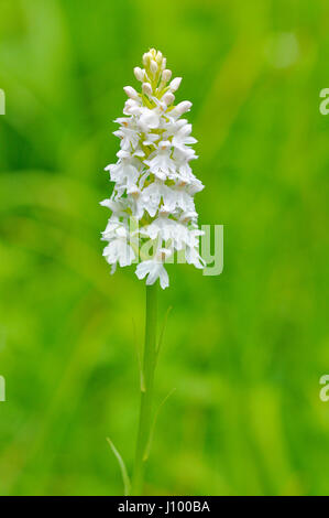 Moorland entdeckt Orchidee (Dactylorhiza Maculata), weiße Färbung, North Rhine-Westphalia, Germany Stockfoto