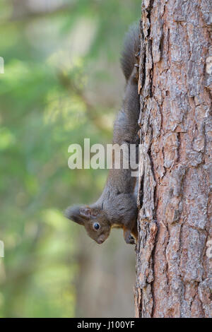 Eichhörnchen (Sciurus Vulgaris) Baum Kopf zuerst Klettern, Tirol, Österreich Stockfoto