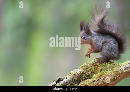 Eichhörnchen (Sciurus Vulgaris) sitzend auf einem Ast, Tirol, Österreich Stockfoto