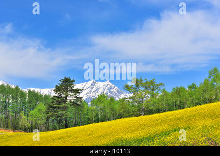 Senf-Felder, Nagano, Japan Stockfoto