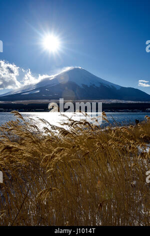 Pampas Gräser am Yamanaka-See und Mt. Fuji Stockfoto