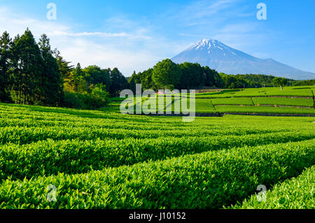 Neue Teefeld und Mt. Fuji Stockfoto