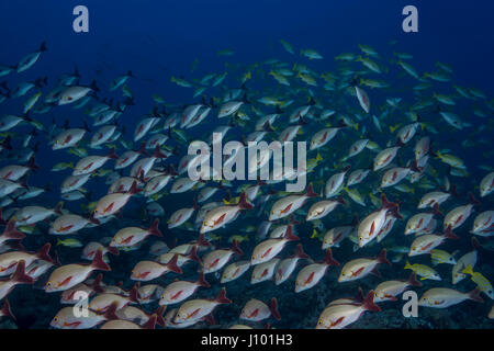 Fischschwarm Buckel-Schnapper (Lutjanus Gibbus) im blauen Wasser, Indischer Ozean, Malediven Stockfoto