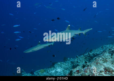 Zwei Weißspitzen-Riffhaie (Triaenodon Obesus) im blauen Wasser, Indischer Ozean, Malediven Stockfoto