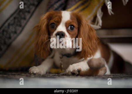 Ein Cavalier King Charles Spaniel versteckt unter einem Sofa, hinter einer Decke Stockfoto