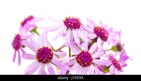 Flora von Gran Canaria - Pericallis Webbii, am Ort genannt kann, endemisch auf der Insel, isoliert auf weiss Blume Stockfoto