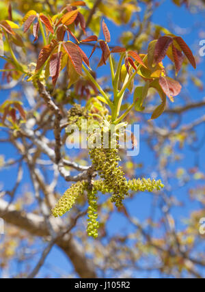 blühende Walnuss Baum natürlicher floraler Hintergrund Stockfoto