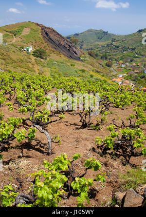 Zentralen Gran Canaria im April, neue Blätter auf alten Reben, Weinberge rund um San Mateo mit alten Reben Stockfoto