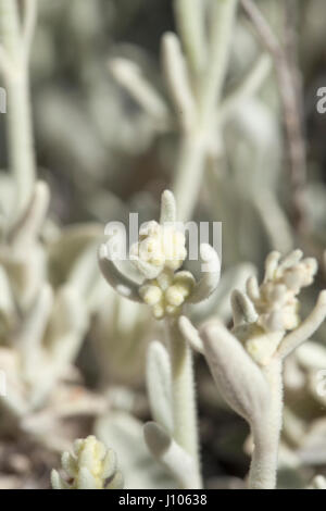 Flora von Gran Canaria - Sideritis Dasygnaphala, Montain-Ironwort, genannt lokal weißen Salbei der Gipfel Stockfoto
