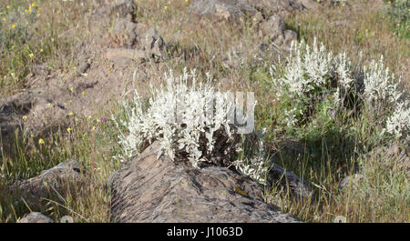 Flora von Gran Canaria - Sideritis Dasygnaphala, Montain-Ironwort, genannt lokal weißen Salbei der Gipfel Stockfoto