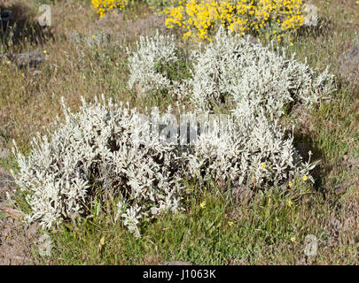 Flora von Gran Canaria - Sideritis Dasygnaphala, Montain-Ironwort, genannt lokal weißen Salbei der Gipfel Stockfoto