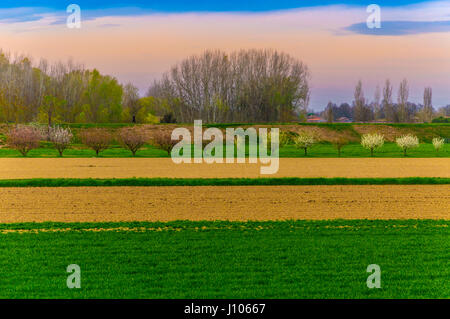 Blick auf die Landschaft mit Bäumen und Feld in Reihen, gesättigte Farben Stockfoto
