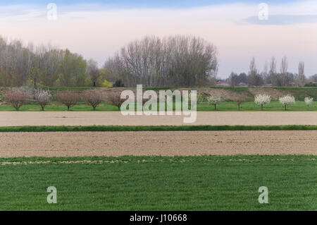 Blick auf die Landschaft mit Bäumen und Feld in Reihen, sanfte Farben Stockfoto