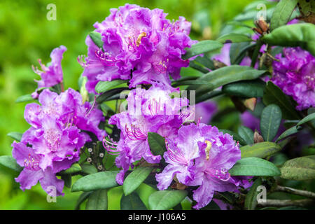 Rhododendron 'Albert', blühende Sträucher Stockfoto