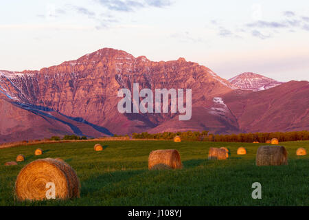 Kanadische Rockies bei Sonnenaufgang mit Blick auf Berge, Felder und Heuballen. Lage ist in der Nähe von Pincher Creek und Waterton National Park. Stockfoto