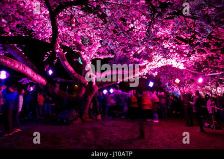 Queen Elizabeth Park, Vancouver, BC, Kanada. 15 Apr, 2017. Bunte Lichter von den ornamentalen Kirschblüten Licht abends an der 'Spring Lichter' Event und zieht eine große Menge an Queen Elizabeth Park in Vancouver. Die Veranstaltung wird von der Vancouver Cherry Blossom Festival präsentiert. Credit: Maria Janicki/Alamy Stockfoto