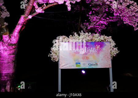 Vancouver, BC, Kanada. 15. April 2017. Bunte Beleuchtung der ornamentalen Kirschblüten Leuchten am Abend bei der "Spring Lights"-Veranstaltung im Queen Elizabeth Park in Vancouver. Das diesjährige Event, präsentiert von der Vancouver Cherry Blossom Festival findet an den Abenden des April 15 und 16, 2017. Bildnachweis: Maria Janicki/Alamy Live-Nachrichten Stockfoto