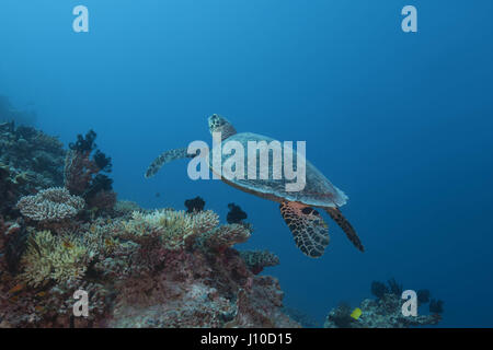 20. März 2017 - Indischer Ozean, Malaysia - echte Karettschildkröte (Eretmochelys Imbricata) schwimmen über Korallen, Indischer Ozean, Malediven (Credit-Bild: © Andrey Nekrassow/ZUMA Wire/ZUMAPRESS.com) Stockfoto