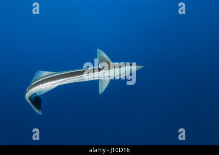 22. März 2017 - Indischer Ozean, Malaysia - Remora (Echeneis Naucrates) im blauen Wasser, Indischer Ozean, Malediven (Credit-Bild: © Andrey Nekrassow/ZUMA Wire/ZUMAPRESS.com) Stockfoto