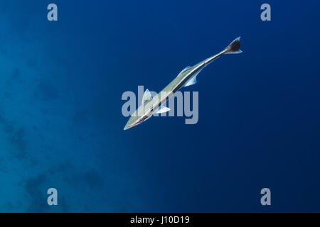 22. März 2017 - Indischer Ozean, Malaysia - Remora (Echeneis Naucrates) im blauen Wasser, Indischer Ozean, Malediven (Credit-Bild: © Andrey Nekrassow/ZUMA Wire/ZUMAPRESS.com) Stockfoto