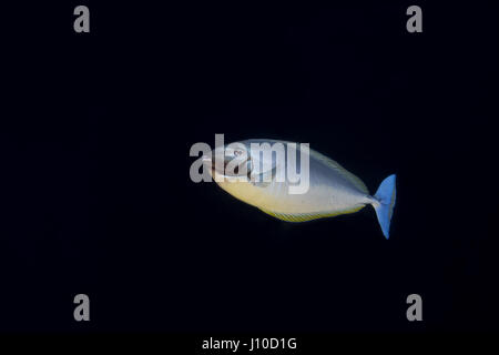 19. März 2017 - Indischer Ozean, Malaysia - Bignose Unicornfish (Naso Vlamingii) in der Nacht, Indischer Ozean, Malediven (Credit-Bild: © Andrey Nekrassow/ZUMA Wire/ZUMAPRESS.com) Stockfoto