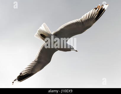 Hamburg, Deutschland. 16. April 2017. Eine Möwe fliegt über die Norderelbe Fluss an der St. Pauli Piers in Hamburg, Deutschland, 16. April 2017. Foto: Christophe Gateau/Dpa/Alamy Live News Stockfoto