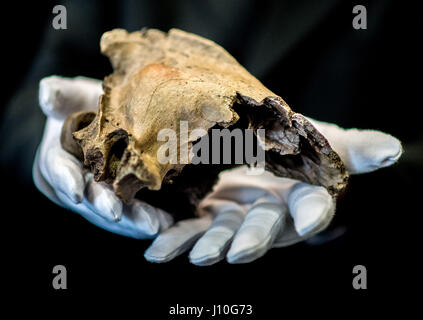 Schöningen, Deutschland. 12. April 2017. Ein Modell des Schädels von Säbel toothed Tiger auf dem Display als Teil einer Sonderausstellung mit dem Titel "The Ice Age Hunter: die tödliche Gefahr von Sabre gezahnten Tigers' in der Palaeon Forschung und Erfahrung im Zentrum in Schöningen, Deutschland, 12. April 2017. Die Ausstellung wurde organisiert, nachdem die spektakuläre Feststellung des Schädels von einem Säbel Tiger toothed. Foto: Hauke-Christian Dittrich/Dpa/Alamy Live News Stockfoto