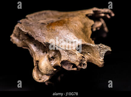 Schöningen, Deutschland. 12. April 2017. Der Schädel von einem Sabre toothed Tiger auf dem Display als Teil einer Sonderausstellung mit dem Titel "The Ice Age Hunter: die tödliche Gefahr von Sabre gezahnten Tigers' in der Palaeon Forschung und Erfahrung im Zentrum in Schöningen, Deutschland, 12. April 2017. Die Ausstellung wurde organisiert, nachdem die spektakuläre Feststellung des Schädels von einem Säbel Tiger toothed. Foto: Hauke-Christian Dittrich/Dpa/Alamy Live News Stockfoto