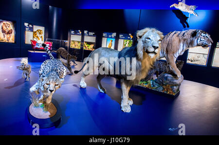 Schöningen, Deutschland. 12. April 2017. Modelle von einem Leoparden, ein Löwe und ein Tiger auf dem Display im Rahmen einer Sonderausstellung mit dem Titel "The Ice Age Hunter: die tödliche Gefahr von Sabre gezahnten Tigers' in der Palaeon Forschung und Erfahrung im Zentrum in Schöningen, Deutschland, 12. April 2017. Die Ausstellung wurde organisiert, nachdem die spektakuläre Feststellung des Schädels von einem Säbel Tiger toothed. Foto: Hauke-Christian Dittrich/Dpa/Alamy Live News Stockfoto