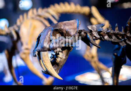 Schöningen, Deutschland. 12. April 2017. Modelle der Skelette der Sabre toothed Tiger Homotherium Latidens (L) und Smilodon Fatalis (R) auf dem Display als Teil einer Sonderausstellung mit dem Titel "The Ice Age Hunter: die tödliche Gefahr von Sabre gezahnten Tigers' in der Palaeon Forschung und Erfahrung im Zentrum in Schöningen, Deutschland, 12. April 2017. Die Ausstellung wurde organisiert, nachdem die spektakuläre Feststellung des Schädels von einem Säbel Tiger toothed. Foto: Hauke-Christian Dittrich/Dpa/Alamy Live News Stockfoto