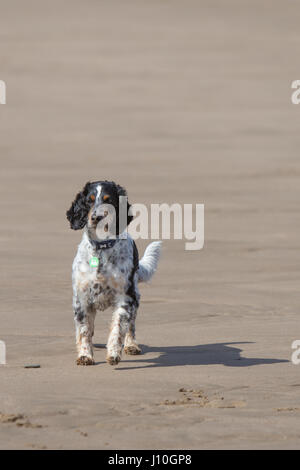 Porthcawl, South Wales, UK. 17. April 2017. Menschen genossen die langen Strand, die zwischen Porthcawl und Ogmore Meer in Süd-Wales, heute 17. April 2017 erstreckt. Trockener, aber bewölkter Tag hörte nicht Hund Wanderer, Reiter und Familien genießen die Strecke von Sand. Bildnachweis: Chris Stevenson/Alamy Live-Nachrichten Stockfoto