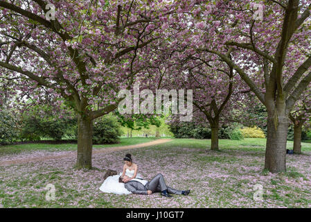 London, UK.  17. April 2017.  UK-Wetter: Ein chinesisches Ehepaar haben vor der Hochzeit Fotos wie Touristen genießen die Kirschblüten blühen in Kensington Gardens.  Bildnachweis: Stephen Chung / Alamy Live News Stockfoto